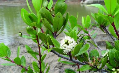 Aegiceras corniculatum (L.) Blanco 桐花樹