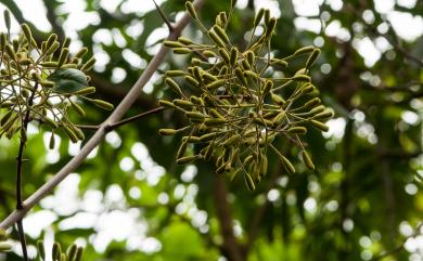 Pisonia aculeata L. 腺果藤