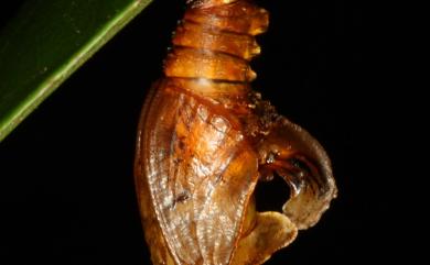 Athyma cama zoroastres Butler, 1877 雙色帶蛺蝶