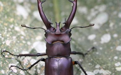 Lucanus formosanus Planet, 1899 臺灣深山鍬形蟲