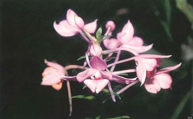 Calanthe sylvatica (Thouars) Lindl. 長距根節蘭