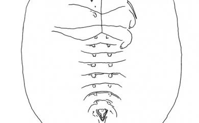 Bemisia pongamiae Takahashi, 1931 水黃皮伯粉蝨