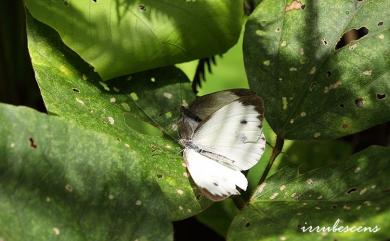 Pieris canidia (Linnaeus, 1768) 緣點白粉蝶