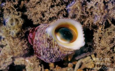 Turbo chrysostomus Linnaeus, 1758 金口蠑螺
