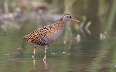 Rallus indicus Blyth, 1849 東亞秧雞