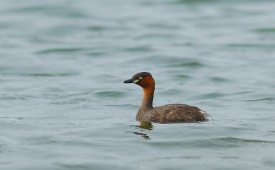 Tachybaptus ruficollis poggei 小鸊鷉