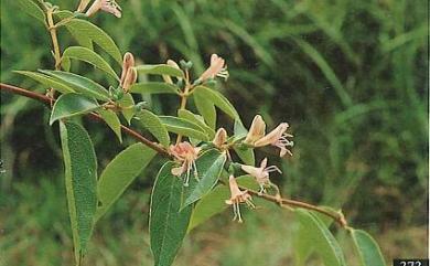 Lonicera acuminata 阿里山忍冬