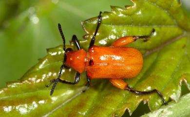 Temnaspis sauteri (Reineck, 1923) 莓廣肩金花蟲