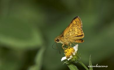 Potanthus diffusus Hsu, Tsukiyama & Chiba, 2005 蓬萊黃斑弄蝶