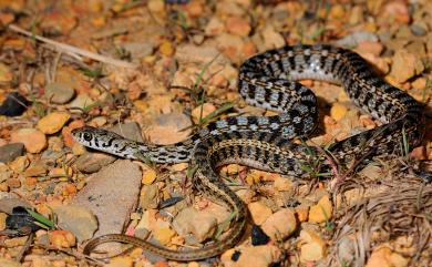 Amphiesma stolatum Linnaeus, 1758 花浪蛇