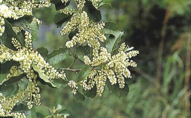 Itea parviflora 小花鼠刺