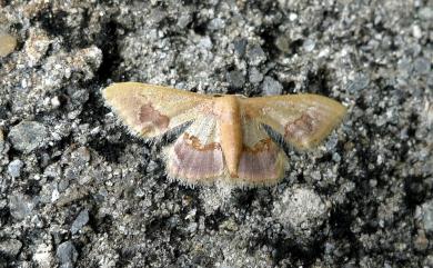 Idaea egenaria (Walker, 1861)