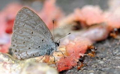 Celastrina argiolus caphis (Fruhstorfer, 1922) 琉灰蝶