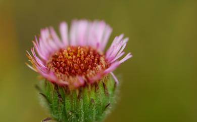 Erigeron morrisonensis var. morrisonensis 玉山飛蓬