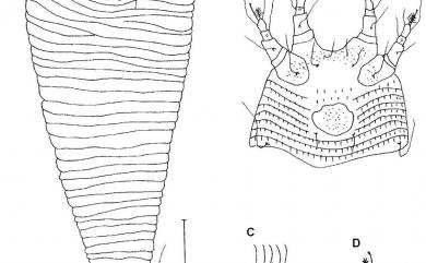 Colopodacus lanceolatus Huang, 2001 批針葉同足節蜱