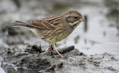 Emberiza spodocephala sordida Blyth, 1845 灰頭黑臉鵐