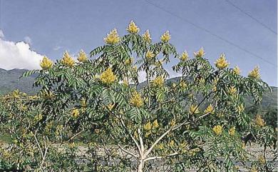 Rhus chinensis var. roxburghii 羅氏鹽膚木