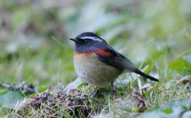 Tarsiger johnstoniae (Ogilvie-Grant, 1906) 栗背林鴝