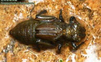 Sinogomphus formosanus Asahina, 1951 鉸剪春蜓