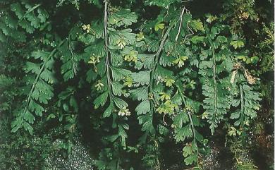 Asplenium gueinzianum Mett. 鱗柄鐵角蕨