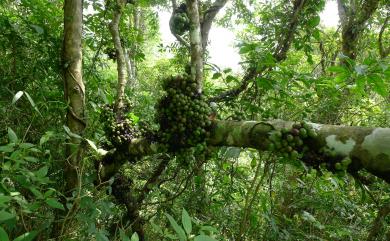 Ficus fistulosa 水同木