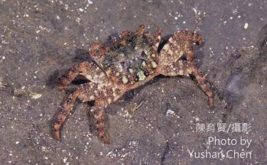 Metopograpsus thukuhar (Owen, 1839) 方形大額蟹