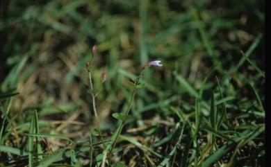 Torenia crustacea (L.) Cham. & Schltdl. 藍豬耳