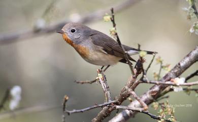 Ficedula parva (Bechstein, 1792) 紅胸鶲