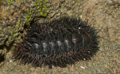 Acanthopleura spinosa (Bruguiere, 1893) 海膽石鱉