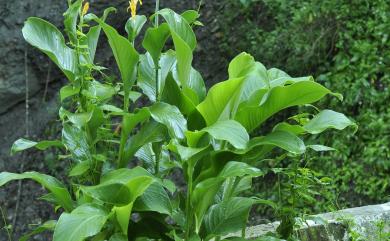 Canna indica 美人蕉