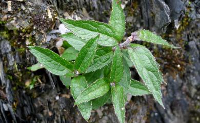 Adenophora morrisonensis subsp. uehatae (Yamam.) Lammers 高山沙參