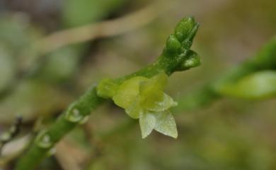 Taeniophyllum complanatum Fukuy. 扁蜘蛛蘭