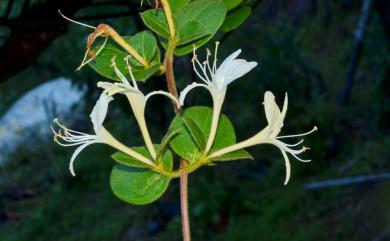 Lonicera japonica 忍冬