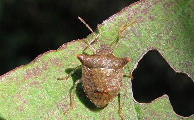 Carbula crassiventris (Dallas, 1849) 輝椿象