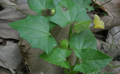 Thunbergia alata 黑眼花