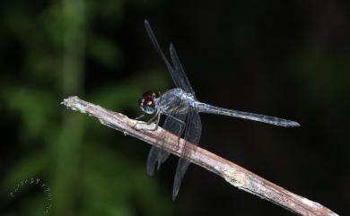 Cratilla lineata assidua Lieftinck, 1953 線紋蜻蜓