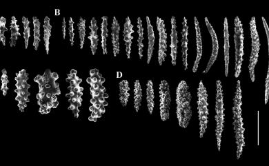 Muricella complanata Wright & Studer, 1889 直針尖珊瑚