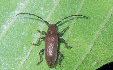 Pseudanaesthetis rufipennis (Matsushita, 1933) 紅翅平山天牛