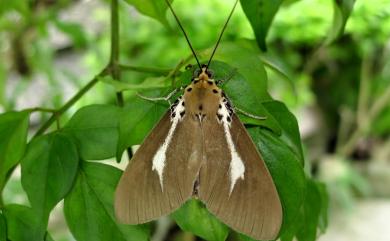 Asota heliconia zebrina 圓端擬燈蛾