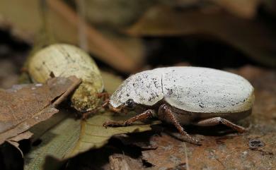 Cyphochilus crataceus taipeiensis Kobayashi & Yu, 1993 臺北白金龜