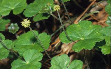 Hydrocotyle nepalensis 乞食碗