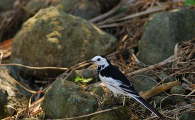 Motacilla alba Linnaeus, 1758 白鶺鴒