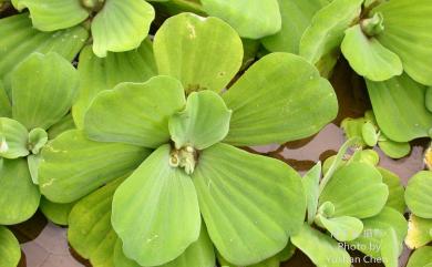 Pistia stratiotes 大萍