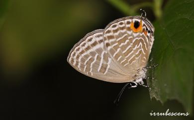 Jamides alecto dromicus (Fruhstorfer, 1910) 淡青雅波灰蝶