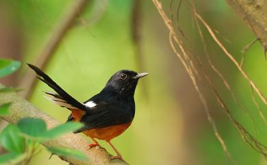 Copsychus malabaricus (Scopoli, 1786) 白腰鵲鴝