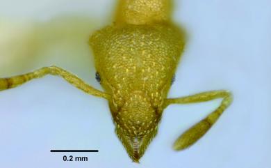 Strumigenys mutica (Brown, 1949) 短角瘤家蟻