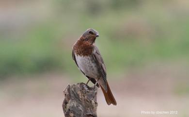 Turdus ruficollis Pallas, 1776 赤頸鶇