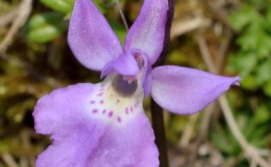 Ponerorchis kiraishiensis (Hayata) Ohwi 紅小蝶蘭