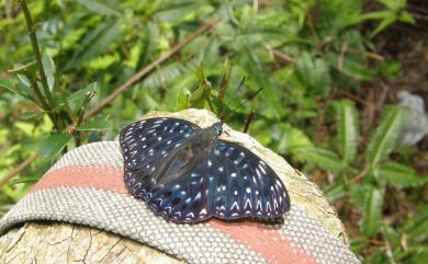 Dichorragia nesimachus formosanus Fruhstorfer, 1909 流星蛺蝶