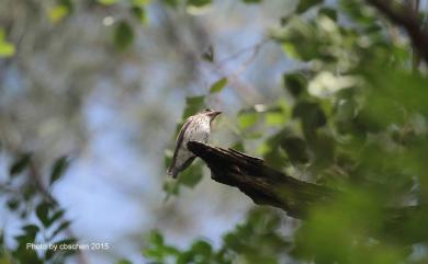 Muscicapa griseisticta (Swinhoe, 1861) 灰斑鶲